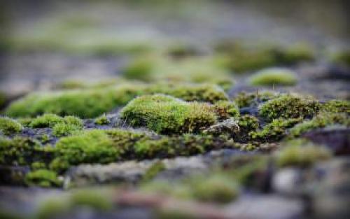 Зеленая земля в огороде, как бороться. Как бороться с зеленой землей в теплице? 10 Зеленая земля в огороде, как бороться. Как бороться с зеленой землей в теплице? 10