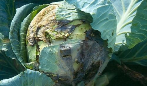 Вредители капусты в открытом грунте. Опасные вредители капусты в открытом грунте: описание и как с ними бороться