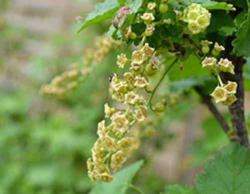 Как получить хороший урожай смородины. 