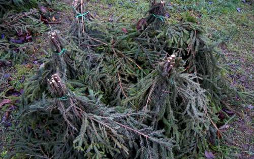 Когда укрывать розы на зиму в средней полосе. Как правильно укрыть розы на зиму: лучшие варианты для зимнего укрытия