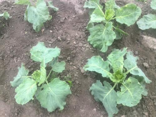 Средство от гусениц на капусте. Чем обработать капусту от гусениц. Лучшие народные средства