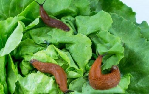Чем обработать капусту от слизней. Как избавиться от слизней на капусте  - эффективные убойные смеси