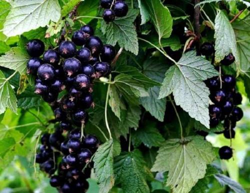 Как получить хороший урожай смородины. 