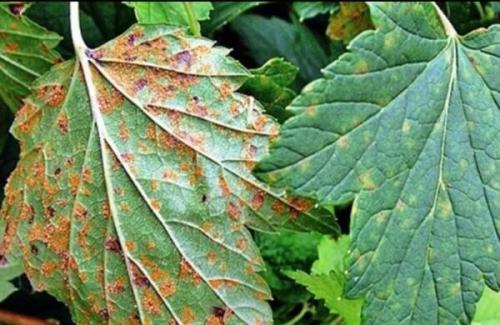 Лечение смородины весной. Ржавчина на смородине (лат. Puccinia ribesii-caricis)