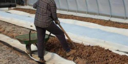 Зеленая земля в огороде, как бороться. Как бороться с зеленой землей в теплице? 14 Зеленая земля в огороде, как бороться. Как бороться с зеленой землей в теплице? 14