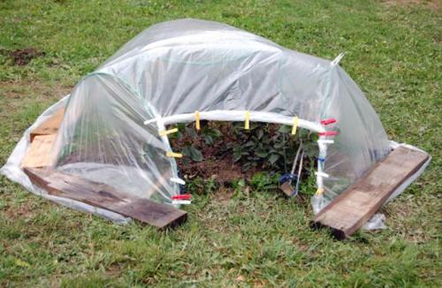 Когда укрывать розы на зиму в средней полосе. Как правильно укрыть розы на зиму: лучшие варианты для зимнего укрытия