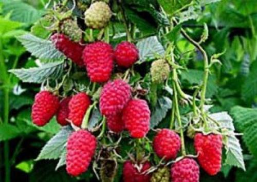 Малина ремонтантная сорта обсуждение. Сорта ремонтантной малины раннего созревания