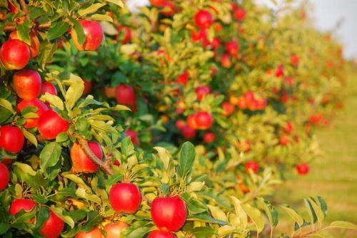 Какие фруктовые деревья можно сажать рядом. Какие деревья и кустарники в саду нельзя сажать рядом