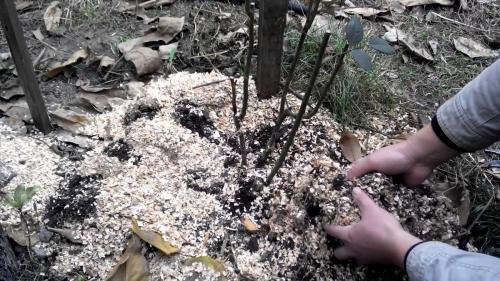 Когда укрывать розы на зиму в средней полосе. Как правильно укрыть розы на зиму: лучшие варианты для зимнего укрытия