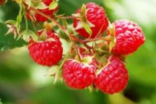 Ремонтантная малина, что это. Биопортрет ремонтантной малины 01