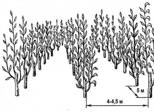 Расстояние от яблони до яблони. Какое расстояние должно быть между яблонями при посадке