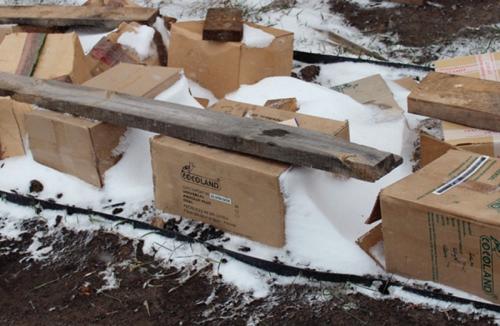 Когда укрывать розы на зиму в средней полосе. Как правильно укрыть розы на зиму: лучшие варианты для зимнего укрытия