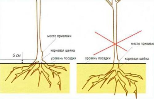 Расстояние от яблони до яблони. Какое расстояние должно быть между яблонями при посадке 09
