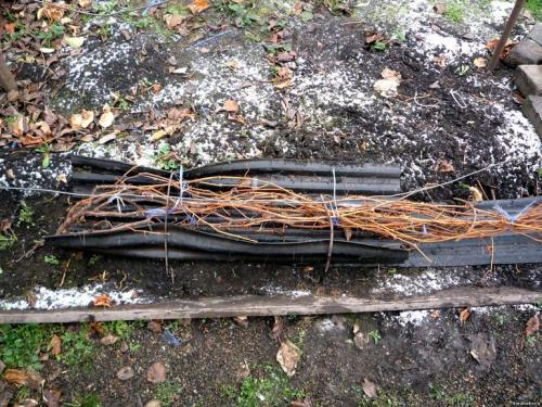 Когда укрывать виноград на зиму в поволжье. Сроки проведения процедуры