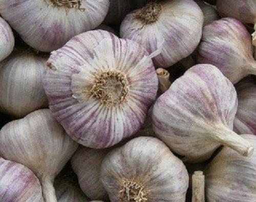 Урожайность чеснока с гектара. Виды чеснока и урожайность 04 Урожайность чеснока с гектара. Виды чеснока и урожайность 04