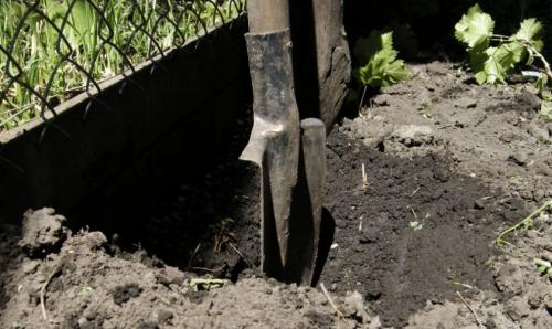 Когда лучше пересаживать виноград осенью или весной. Как правильно пересадить виноград осенью на другое место