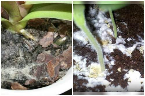 Зеленый налет на земле в горшке. Белая плесень (Mucor)