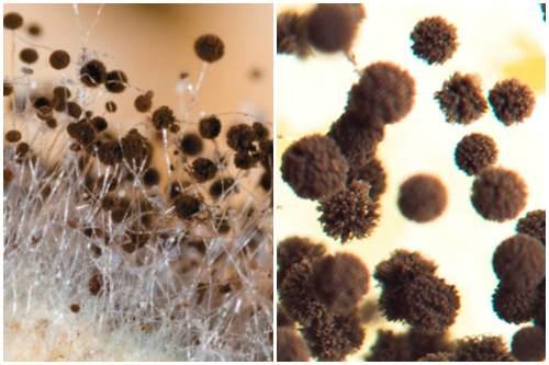 Зеленый налет на земле в горшке. Белая плесень (Mucor)