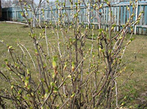 Как получить хороший урожай смородины. 