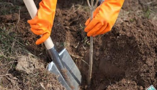 На каком расстоянии сажать груши. Как сажать саженцы яблони и груши в саду (с видео)