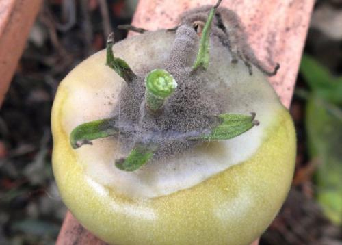 Зеленая плесень в теплице. Виды плесени, их природа