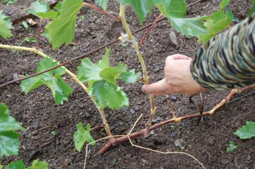 Когда укрывать виноград на зиму в поволжье. Сроки проведения процедуры