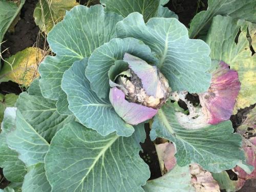 Болезни капусты. Белая гниль капусты