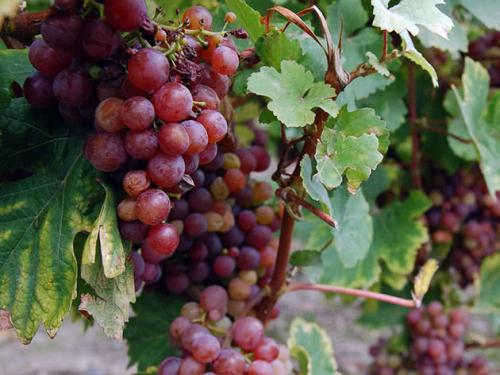 Уход за виноградной лозой. Вредители винограда 02 Уход за виноградной лозой. Вредители винограда 02