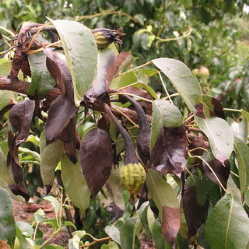 Болезни и вредители груши. Как нужно бороться с болезнями садовых груш? 11 Болезни и вредители груши. Как нужно бороться с болезнями садовых груш? 11