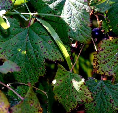 Септориоз смородины. Лечим смородину от листовых болезней