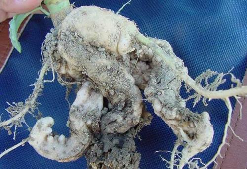 Сода от килы. Кила капусты – реагируем быстро и эффективно