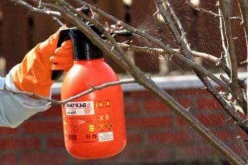 Чем обработать сад в сентябре. Осенняя подготовка