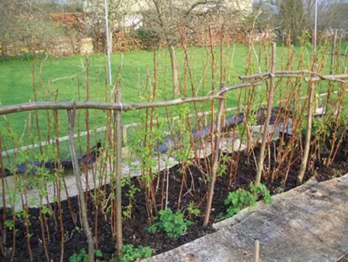 Ремонтантная малина это, что. Выращивание малины ремонтантной – особенности растения и уход 04 Ремонтантная малина это, что. Выращивание малины ремонтантной – особенности растения и уход 04