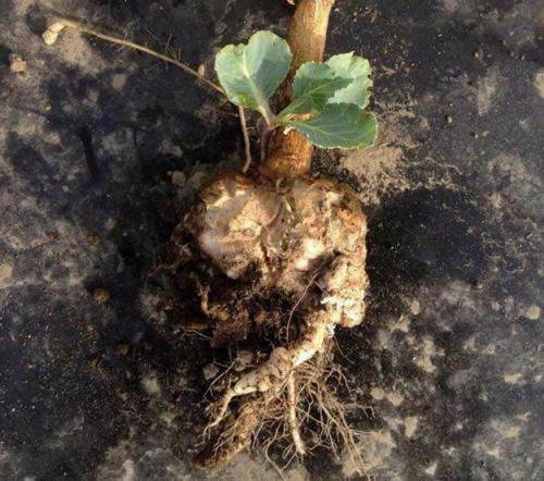 Сода от килы. Кила капусты – реагируем быстро и эффективно