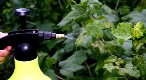 Септориоз смородины. Лечим смородину от листовых болезней