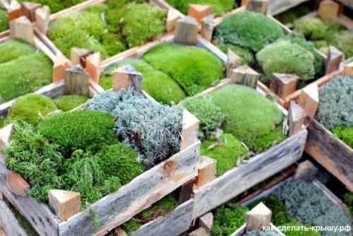 Виды мха на садовом участке. Посадка мха на дачном участке