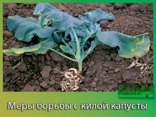 Сода от килы. Кила капусты – реагируем быстро и эффективно