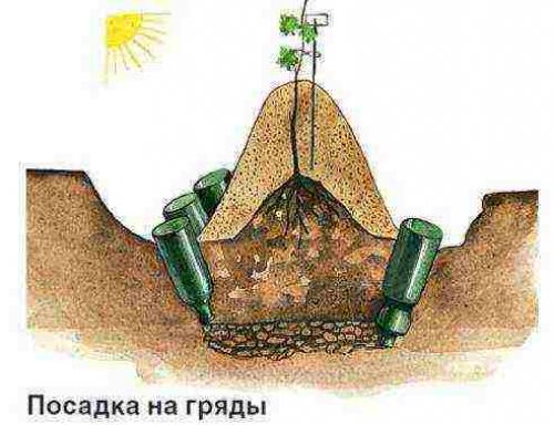 Посадка и уход за виноградом. Советы новичку-виноградарю