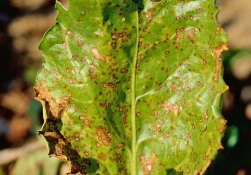 Белые пятна на смородине. Болезни белой смородины