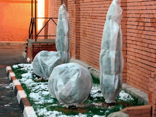 Утепление молодых деревьев на зиму. Утепление хвойных саженцев