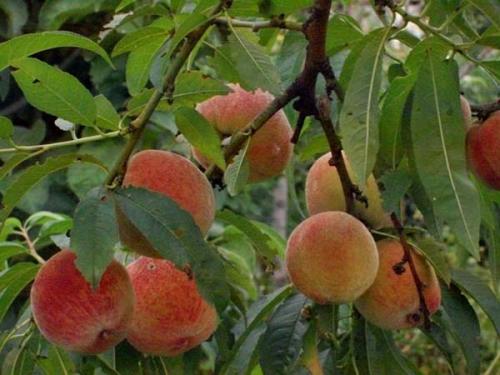 Персик от посева косточки до урожая. Правила выбора посадочного материала: какие персиковые косточки подходят для посадки