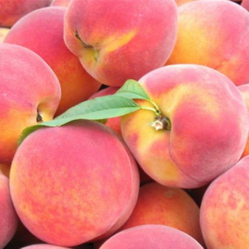 Борьба с курчавостью персика. Правила успешного лечения 05