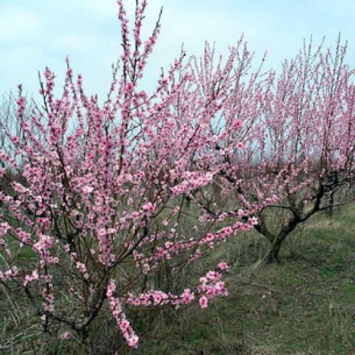 Борьба с курчавостью персика. Правила успешного лечения 09