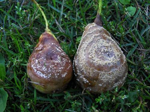 Болезни груши на листьях. Болезни плодов груши