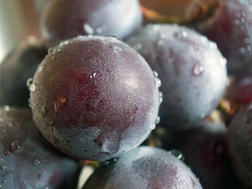 Уход за виноградной лозой. Вредители винограда 01 Уход за виноградной лозой. Вредители винограда 01