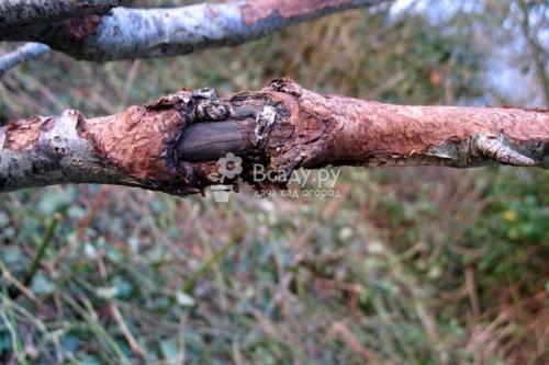 Болезни на листьях груши. Болезни плодов груши и меры борьбы с ними 01 Болезни на листьях груши. Болезни плодов груши и меры борьбы с ними 01
