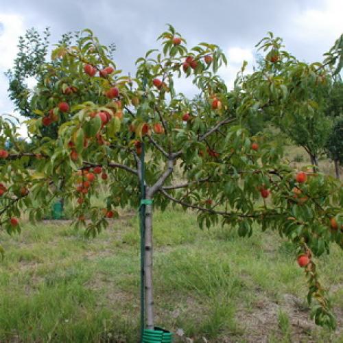 Борьба с курчавостью персика. Правила успешного лечения 01