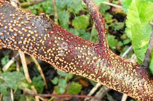 Белые пятна на смородине. Болезни белой смородины