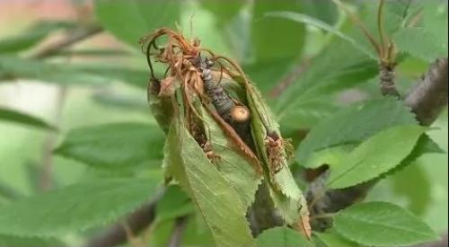 Монилиоз яблони весной