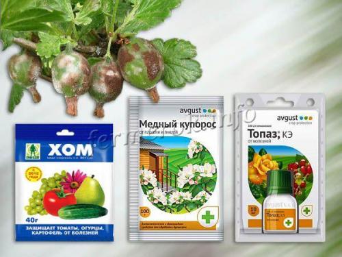 Чем обработать крыжовник от серого налета. Чем обработать крыжовник